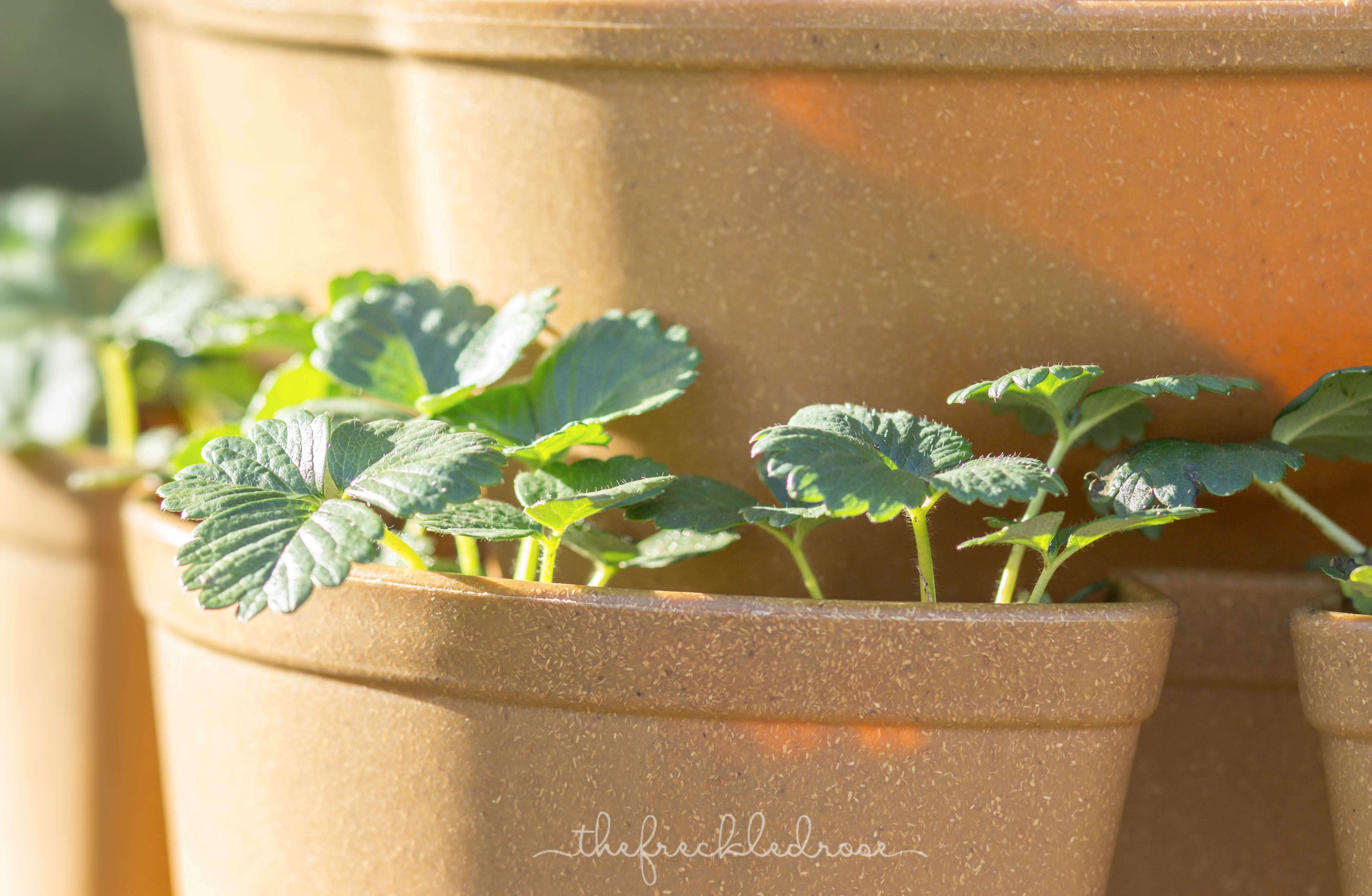 Stack and Grow - Stackable Garden Planter