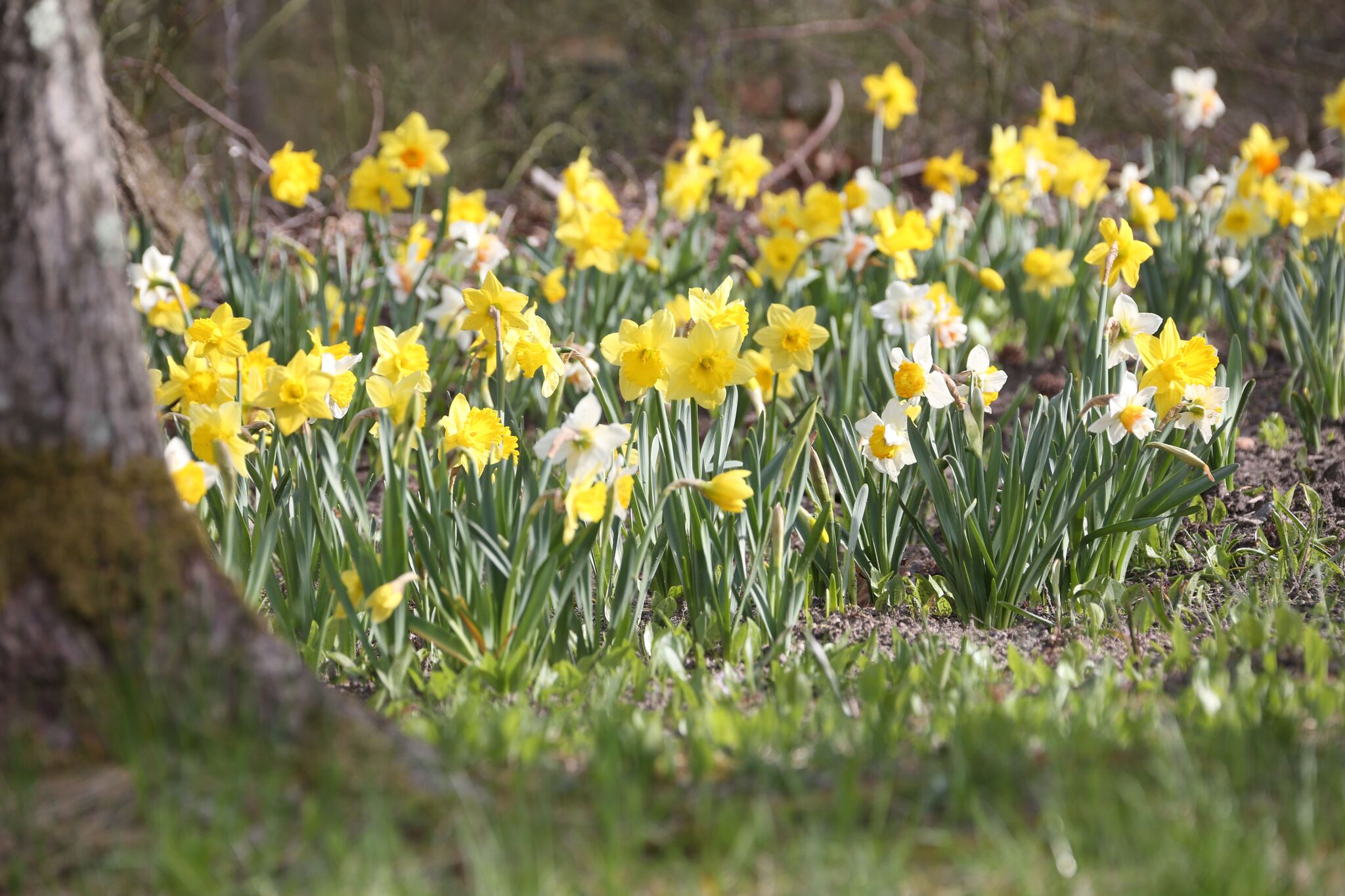 Delightful Daffodils Are Super Easy to Grow. Here's How